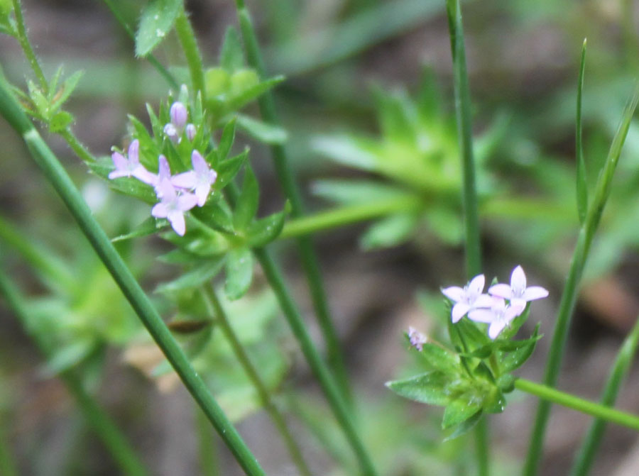 Sherardia arvensis